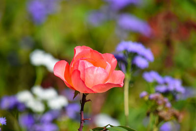 Close-up of pink rose