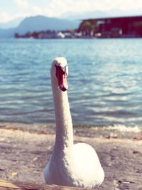 Close-up of swan in lake