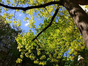 Low angle view of tree