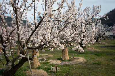 Cherry blossoms in spring