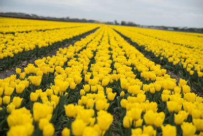 Scenic view of oilseed rape field