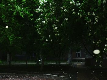 Trees in park