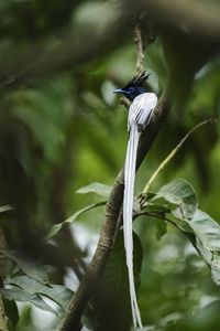 Close-up of bird perching on plant