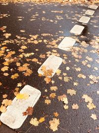 High angle view of autumn leaves