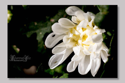 Close-up of white flowers