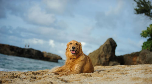 Dog on rock at beach against sky