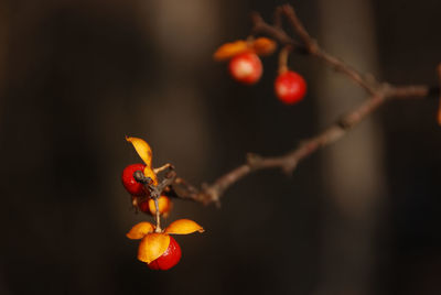Close-up of ladybug on fruit