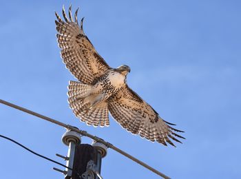 Low angle view of eagle flying against clear blue sky