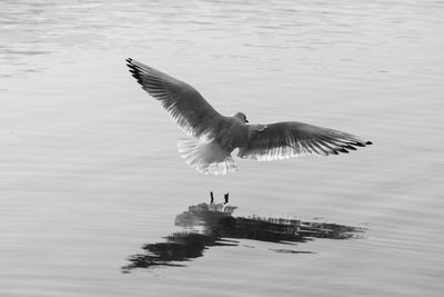 Bird flying over water