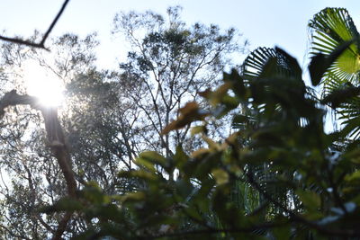 Low angle view of trees against sky