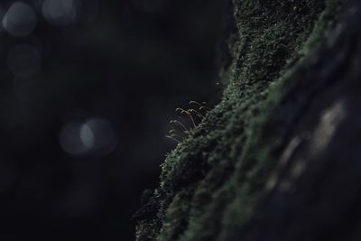 Close-up of insect on tree trunk