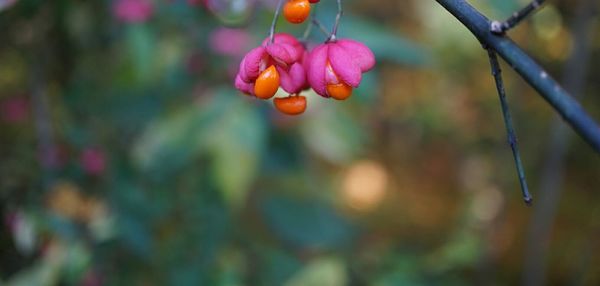 Close-up of fruits growing on tree