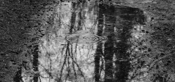 Reflection of trees in water