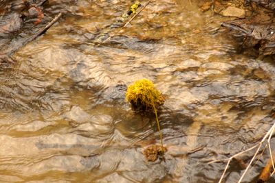 Close-up of yellow flowers