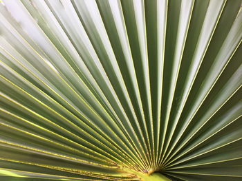 Full frame shot of palm leaf