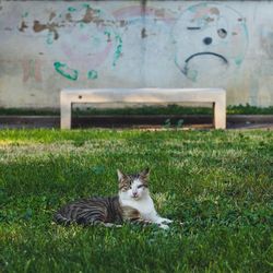 Cat resting on field