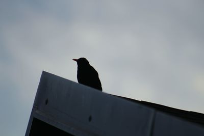 Low angle view of bird perching against sky