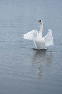 White swan on the baltic sea coast in finland