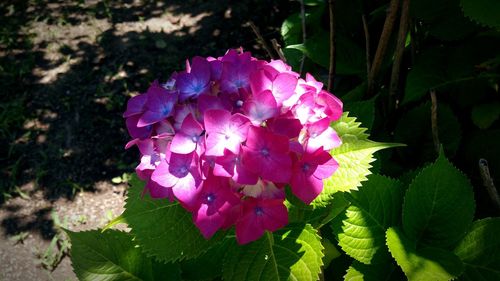Close-up of pink flowering plant