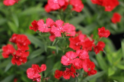 Close-up of red flowers blooming outdoors