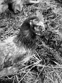 Close-up of bird on grass