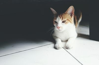 Close-up portrait of cat sitting on floor