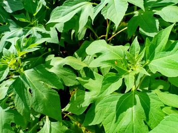 Full frame shot of green leaves