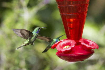 Close-up of hummingbird flying