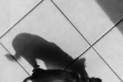 High angle view of dog shadow on tiled floor