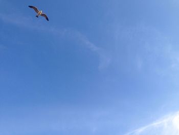 Low angle view of birds flying against blue sky