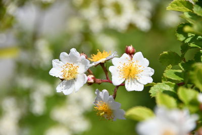 Close-up of white cherry blossoms