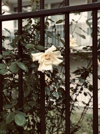 Close-up of rose plant