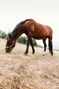 Profile portrait of a brown horse head