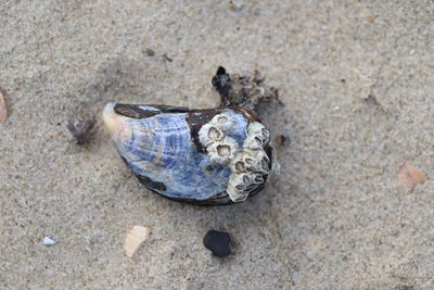 High angle view of shell on sand