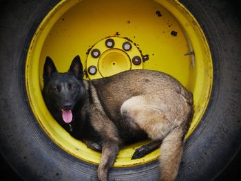 Portrait of dog relaxing on tire