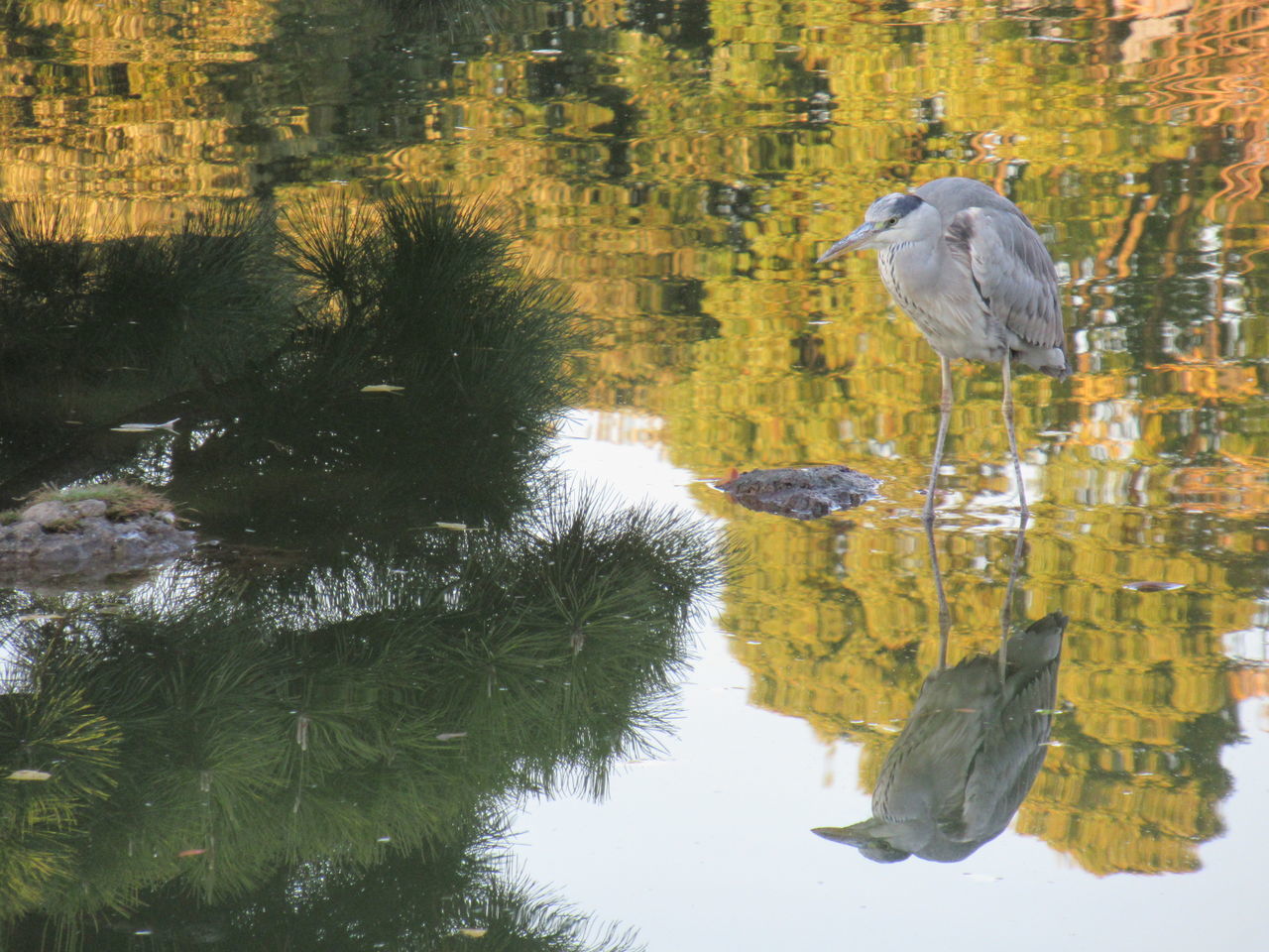 reflection, water, autumn, tree, lake, leaf, plant, nature, animal wildlife, animal themes, wildlife, animal, no people, beauty in nature, day, bird, one animal, outdoors, waterfront, tranquility, wilderness, growth, scenics - nature, forest, heron