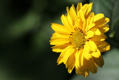 Close-up of insect on yellow flower