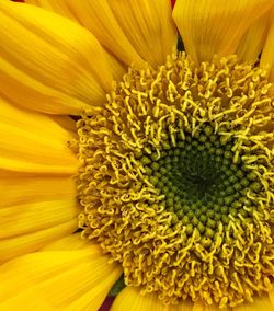 Full frame shot of yellow flower