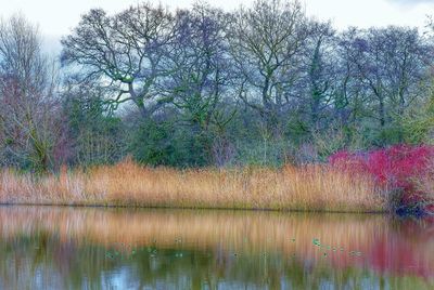 Scenic view of lake in forest