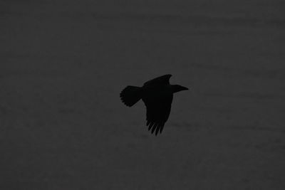 Low angle view of silhouette bird flying against sky