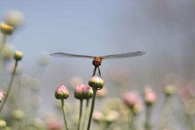 Close-up of insect on flower against blurred background