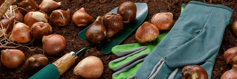 Tulip bulbs planting banner. fall tulips planting and gardening close up studio still life. 