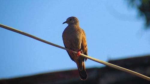 Low angle view of mourning dove perching on cable against sky