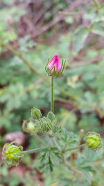 Close-up of flower blooming outdoors