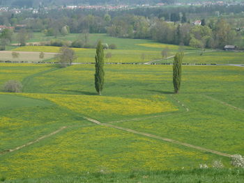 Scenic view of agricultural field