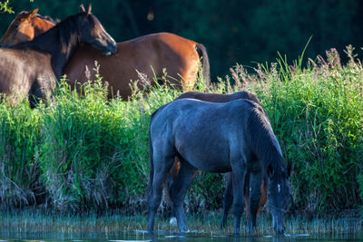 Horse standing on field