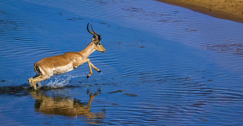 High angle view of impala jumping in lake