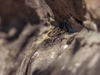 Close-up of insect on tree trunk