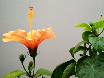 Close-up of orange flowering plant
