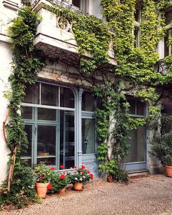 Potted plants against building